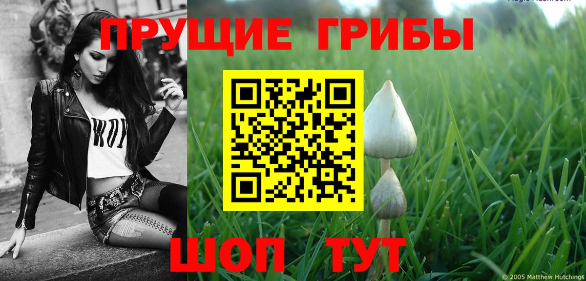Жуковский  Галлюциногенные грибы Psilocybine cubensis  Вход с VPN 